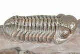 Five Trilobites (Four Species) in Association - Jorf, Morocco #334862-13